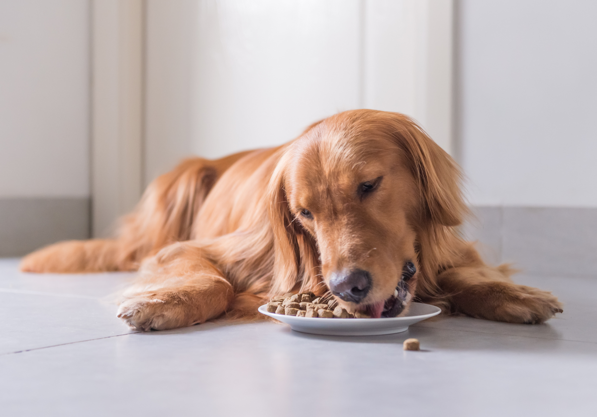 Easy food for hot sale dogs to digest