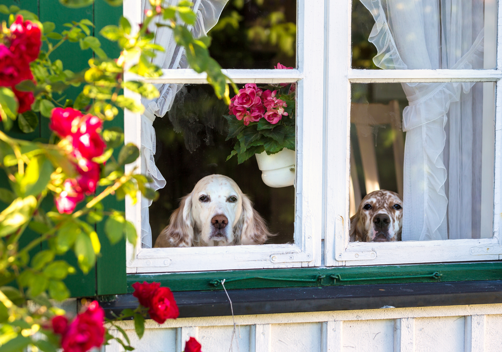 What Do Dogs Think About When You're Not Home?