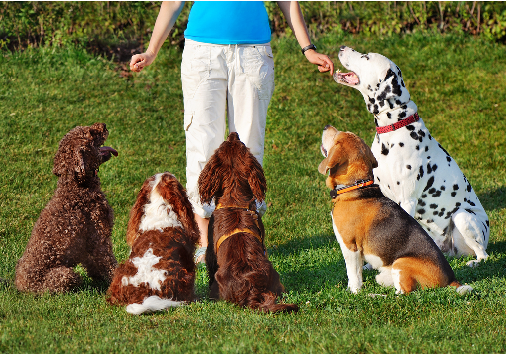 13 Dog Training Tips Every Dog Owner Needs to Know