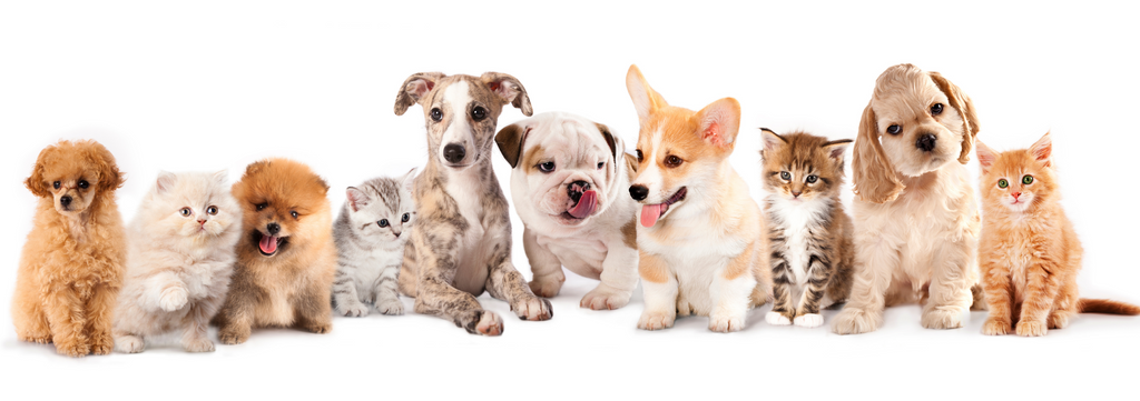 Dog Breed Personality Guide