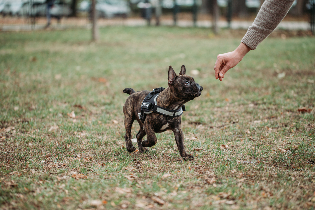 10 Tips for Finding the Right Dog Trainer