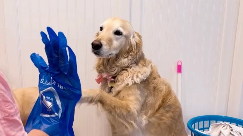 Why You Should Be Using Gloves When Cleaning (As a Dog Owner)